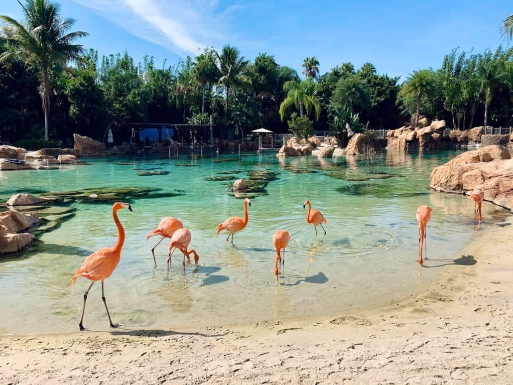 discovery cove florida