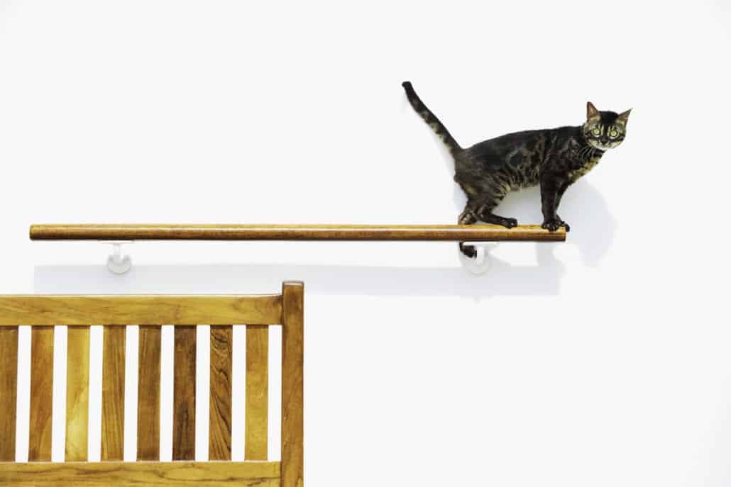 cat cunard kennel